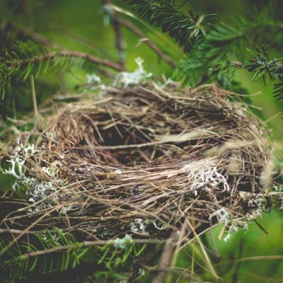 How to Build a Nest and then Let Your Children Fly