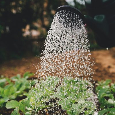 Finding Redemption In The Garden