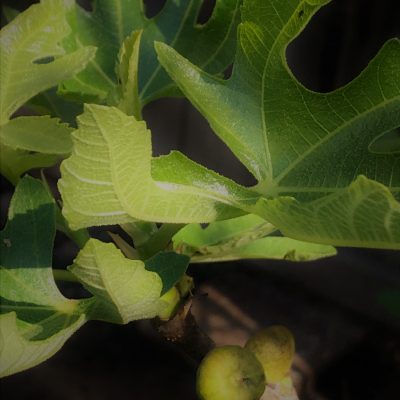Faith and the Fruit of a Fig Tree